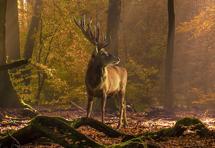 Hirsch im Wald